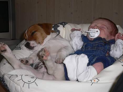 Jack russell terrier Wazabi billede 9