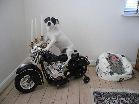 Jack russell terrier Wazabi - Dette er Victor (Wazabi´s far) Vi håber at Wazabi lærer de samme kunster!!!! billede 10