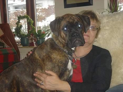 Boxer Bastian - Jeg er altså også en skødehund. billede 8