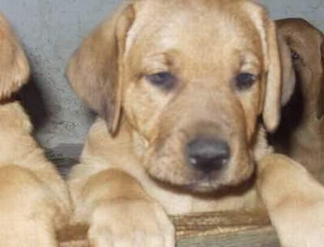 Broholmer Chikan. - Chikan lige da vi fik hende.. billede 1