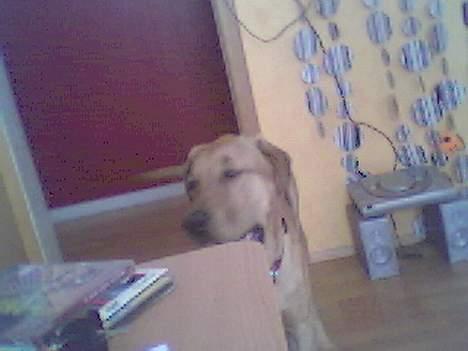 Broholmer Chikan. - det er ikke så godt, men der kommer snart flere.. billede 2