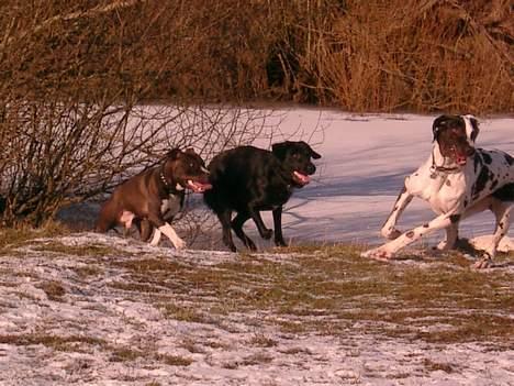 Rottweiler Nico - Her er vi til hundetræf i Randers og det var rigtig hyggeligt billede 10