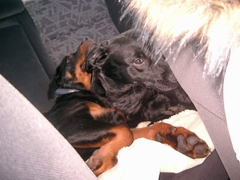 Rottweiler Nico - Her sover vi trygt  billede 11