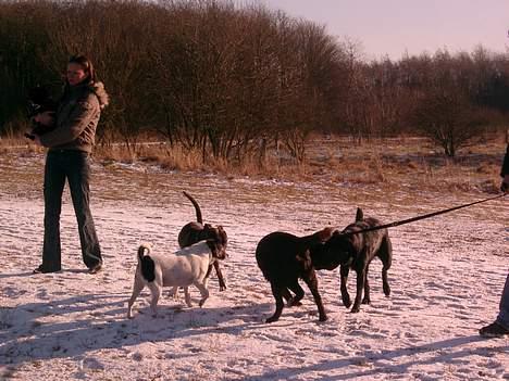 Rottweiler Nico - stadig til hundetræf, I kan tro vi hyggede os billede 12