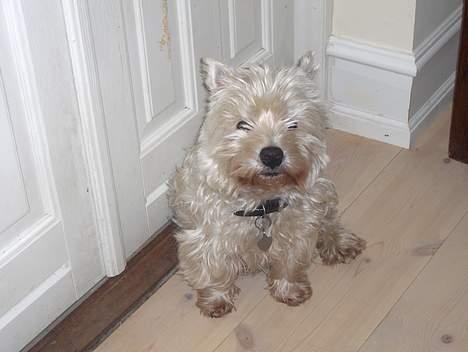 West highland white terrier Falcon Smokey Ice(Ludvig) - øjj.... er du helt deroppe. jeg er meget stor vis du spørger mig hihi..... billede 5