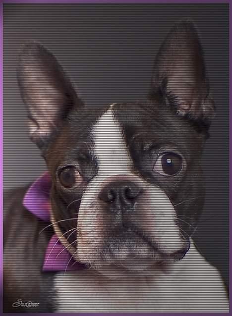Boston terrier DeeDee - DeeDee i festlig skrud til nytåret 2005-06 billede 1