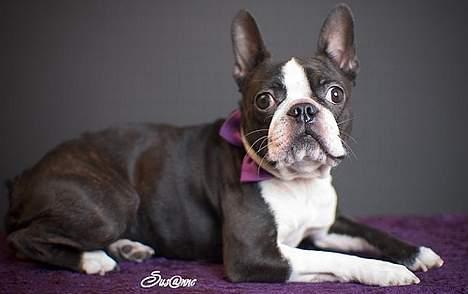 Boston terrier DeeDee billede 2