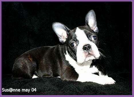 Boston terrier DeeDee - DeeDee som hvalp billede 3