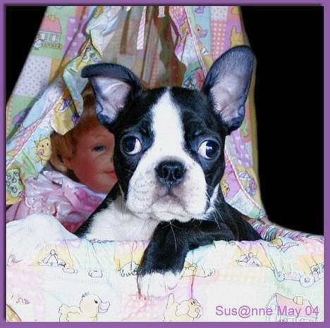 Boston terrier DeeDee billede 5