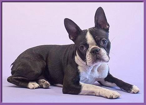 Boston terrier DeeDee billede 6
