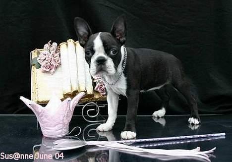Boston terrier DeeDee billede 7