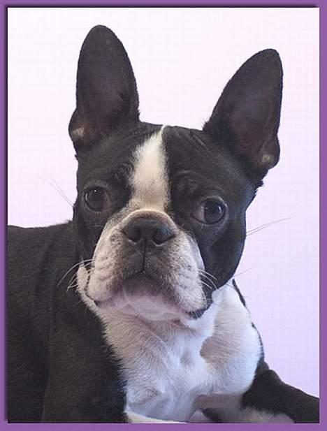 Boston terrier DeeDee billede 8
