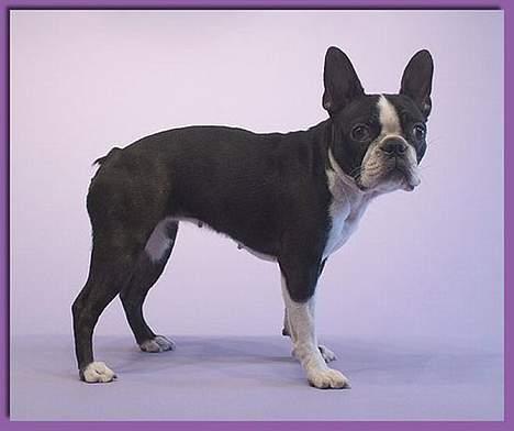 Boston terrier DeeDee billede 9