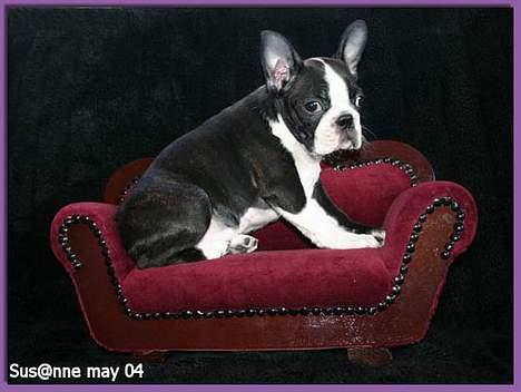 Boston terrier DeeDee billede 10