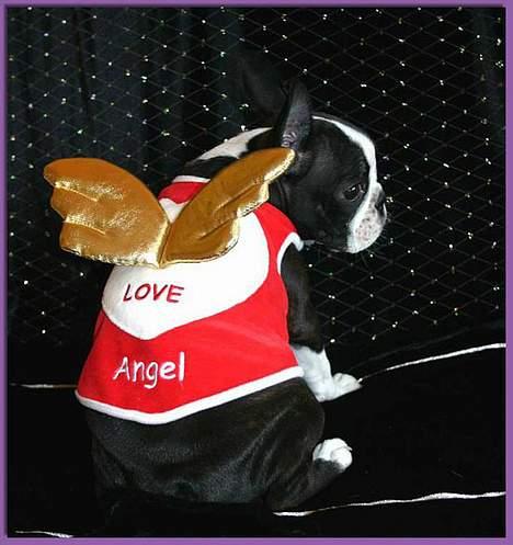 Boston terrier DeeDee billede 11