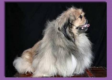 Pekingeser Hugo billede 1