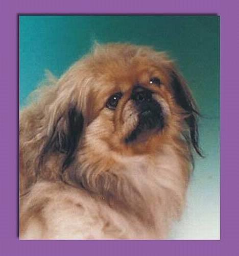 Pekingeser Hugo billede 2