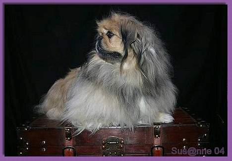 Pekingeser Hugo billede 3