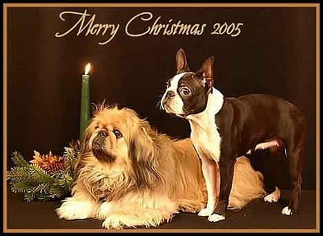 Pekingeser Hugo - Begge mine hunde, DeeDee er Hugo`s bedste legekammerat, hun er altid klar til en rask gang tagfat.. billede 4