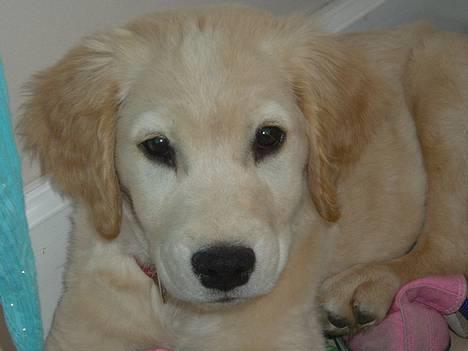 Golden retriever Donna - Her er så min dejlige Donna<3 billede 1