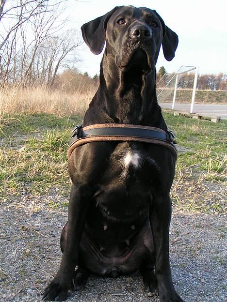 Blanding af racer Mea - taget d. 02/04-07 billede 1