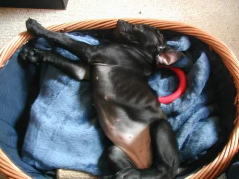 Blanding af racer Mea - jeg sover og sover.. er kun 11uger billede 2