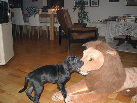 Blanding af racer Mea - Så er den løve ordnet. billede 3