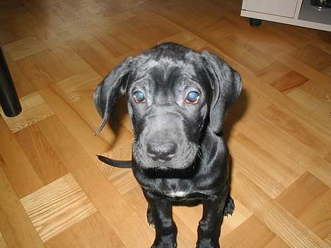 Blanding af racer Mea billede 4