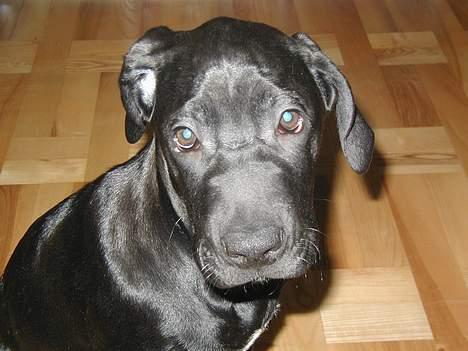 Blanding af racer Mea billede 5