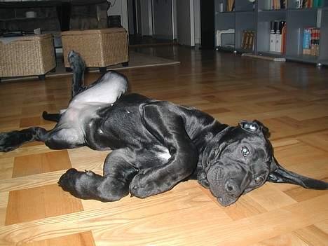 Blanding af racer Mea billede 6