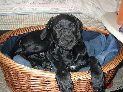 Blanding af racer Mea - Jeeg er så farlig...! tror jeg nok.. billede 7