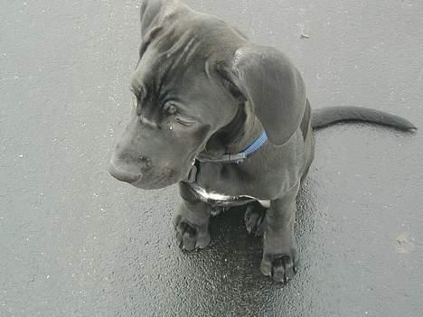 Blanding af racer Mea billede 8