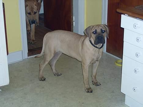 Blanding af racer Mea - Det er min mor.. billede 9