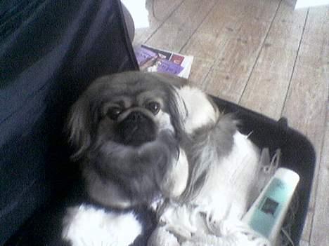 Pekingeser Molly  billede 8