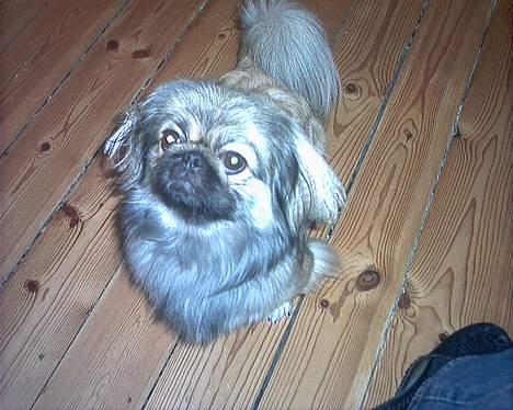 Pekingeser Molly  billede 9