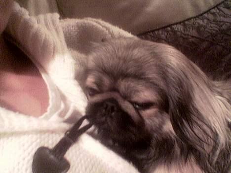 Pekingeser Molly  billede 10