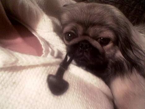 Pekingeser Molly  billede 11