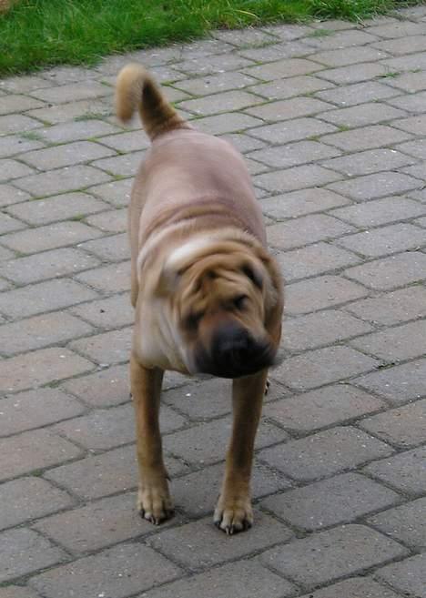 Shar pei Nanna + Død+  - Shake it baby billede 12