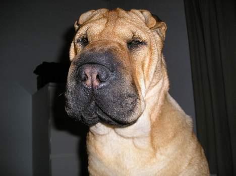 Shar pei Nanna + Død+  - MØF... billede 13