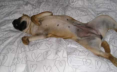 Shar pei Nanna + Død+  - ZZZzzzzzz zzzzz billede 14