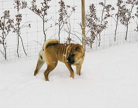 Shar pei Nanna + Død+  - Sne, det er sjovt... billede 15