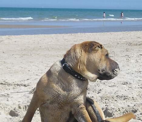 Shar pei Nanna + Død+  - Strandsild, og kigger altid efter flotte fyre... billede 16