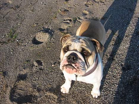 Engelsk bulldog Kalle - Kalle elsker og være på stranden billede 7