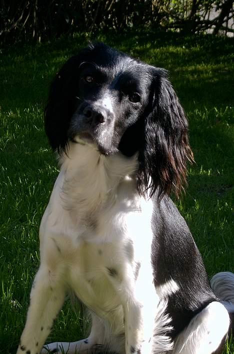 Field Trial spaniel kia billede 1