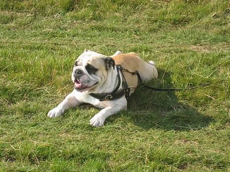 Engelsk bulldog Kalle - Det er hårdt og være til spordag billede 9