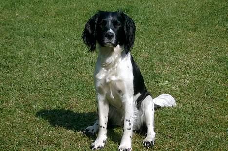 Field Trial spaniel kia billede 2