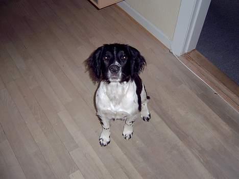 Field Trial spaniel kia billede 3