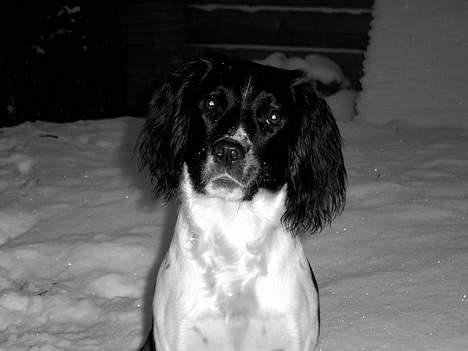Field Trial spaniel kia billede 4