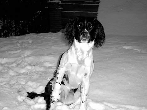 Field Trial spaniel kia billede 5