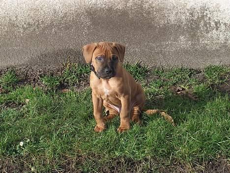 Blanding af racer Ballu - Jep... jeg bliver stor billede 1